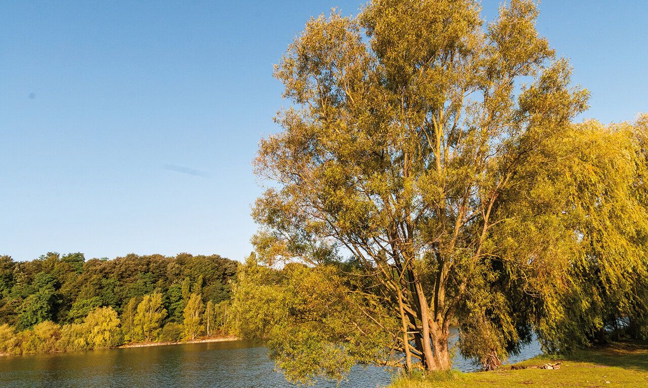 Fühlinger See mit Kopfweide