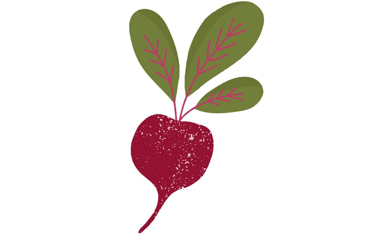 Radieschen Illustration Vektorgrafik