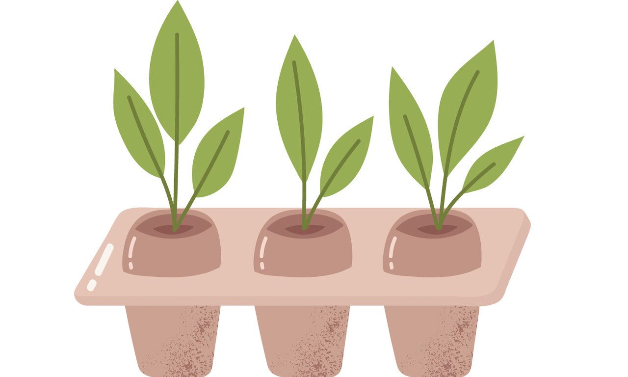 drei Setzlinge Illustration Vektorgrafik