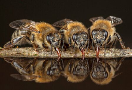 Drei Honigbienen trinken Wasser und spiegeln sich in der Wasseroberfläche