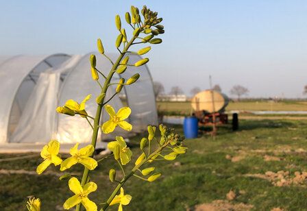 Blick auf ein Feld mit einem Foliengewächshaus und einem Güllefahrzeug, im Vordergrund eine Pflanze mit gelben Blüten