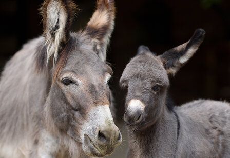 Krefelder Zoo – Esel