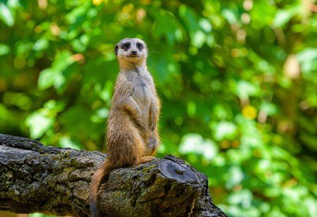 Erdmännchen sitzt auf einem Baumstamm