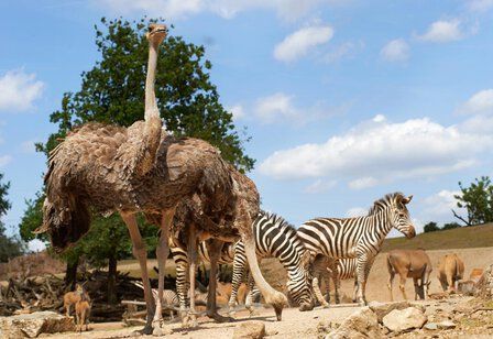 Strauße, Zebras und Antilopen in der Savanne