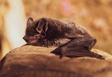 Fledermaus liegt auf einem Stein