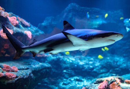 Hai schwimmt Aquazoo an lauen Felsen vorbei