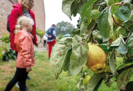 Im Vordergrund ein Quittenbaum mit Früchten, dahinter Frau mit Kind unscharf