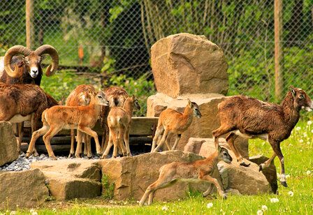 Junge Wildtiere im Gehege auf kleinen Felsen