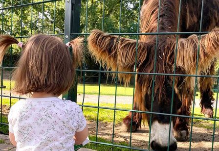 von hinten zu sehen: ein kleines Mädchen sitzt vor einem Gehege, hinter einem Zaum steh ein langhaariger Esel und frisst etwas vom Boden