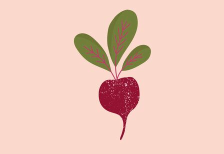 Vector-Illustration eines Radieschens, Hintergrund rosa