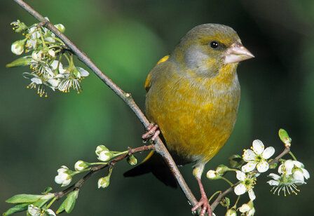 Grünfink auf einem blühenden Zweig