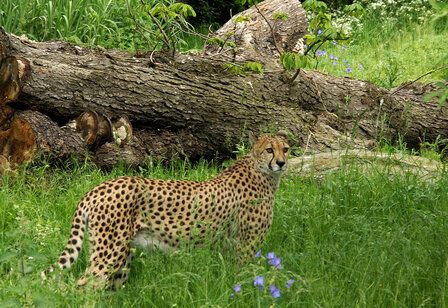 Gepard auf Wiese mit hohem Gras, im Hintergrund ein umgestürzter Baum