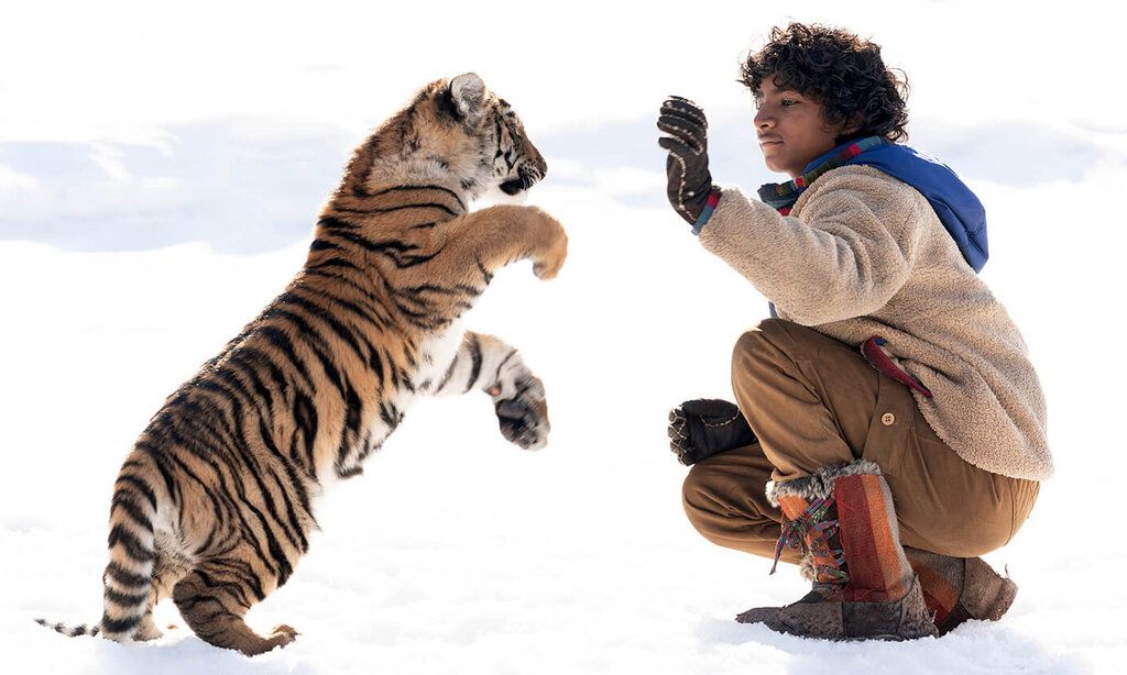 Junge spielt im Schnee mit Tiger