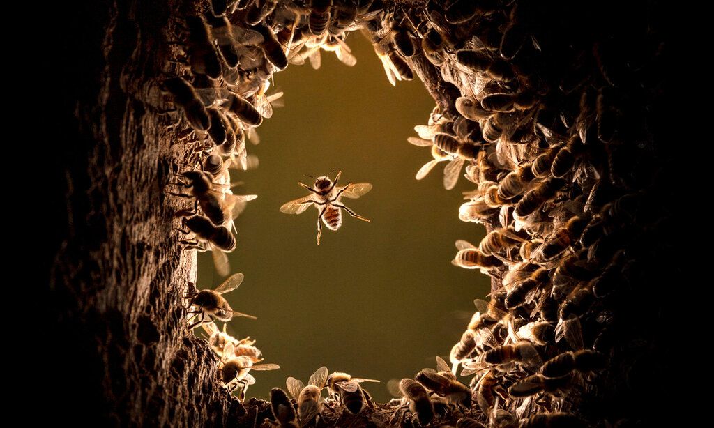 Bienen an einem Baumloch