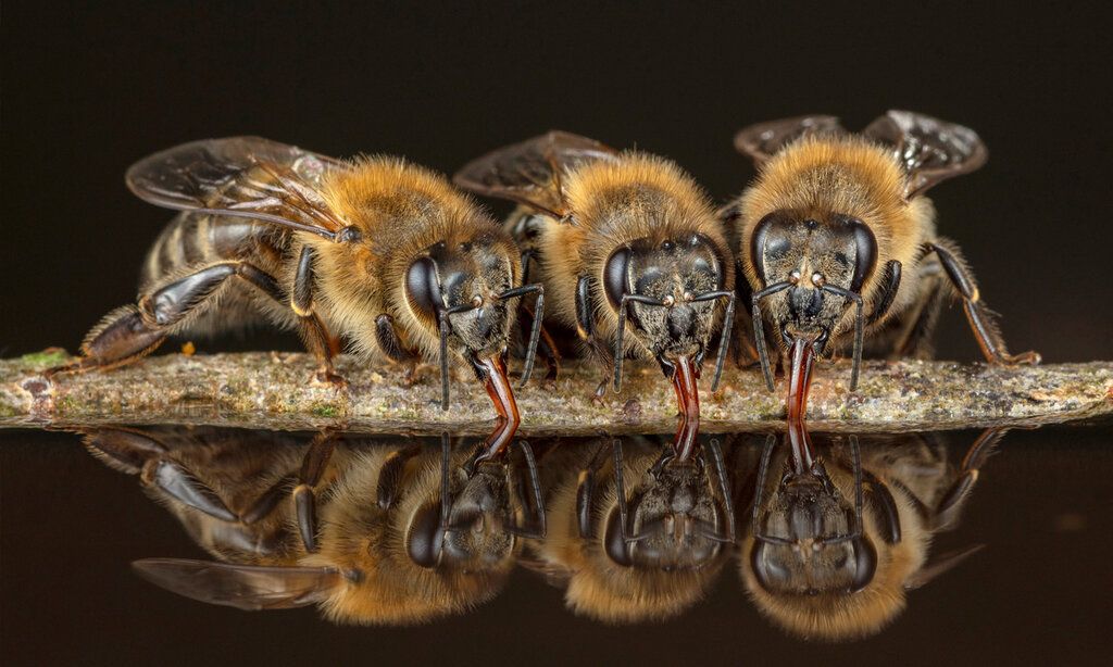 Drei Honigbienen trinken Wasser und spiegeln sich in der Wasseroberfläche
