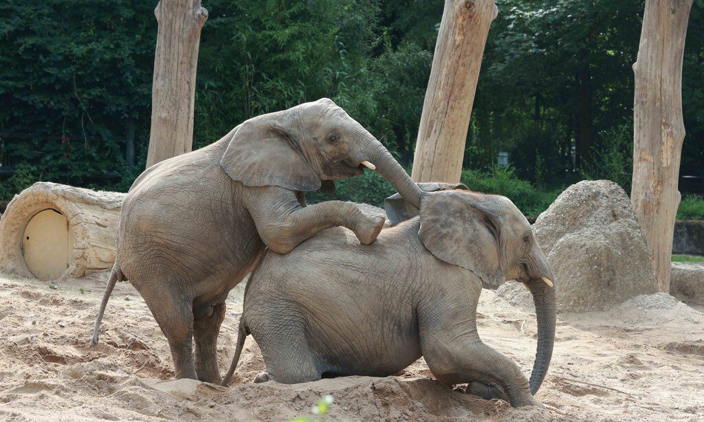Die Elefanten Gus und Tuffi aus dem Zoo Wuppertal.
