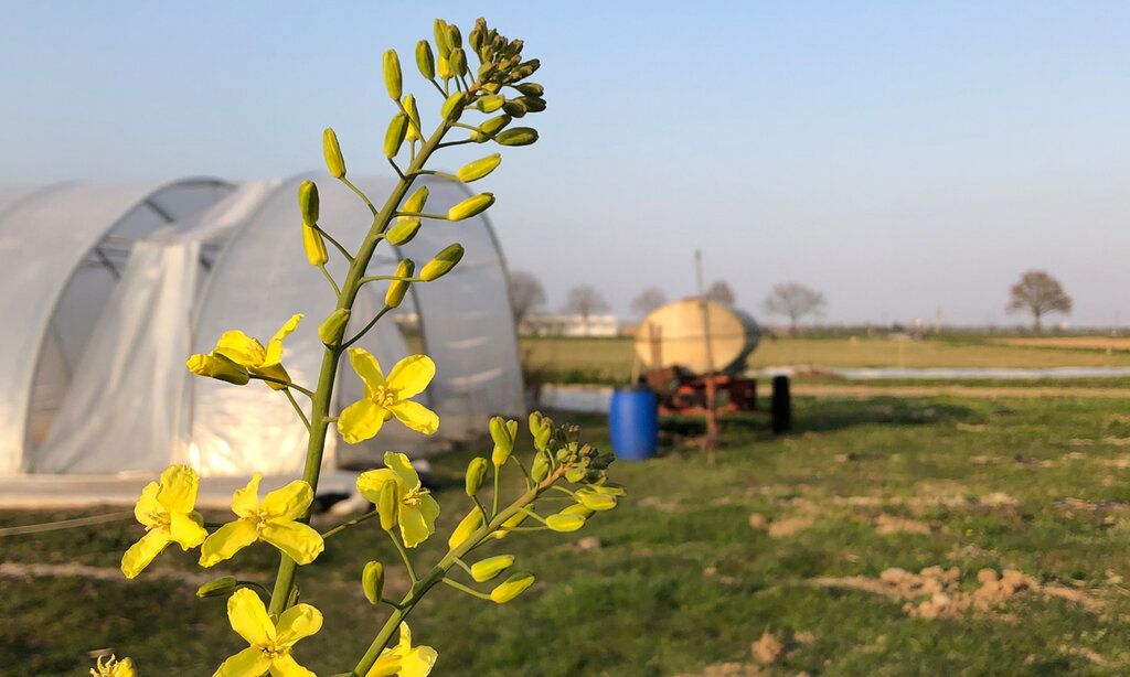 Blick auf ein Feld mit einem Foliengewächshaus und einem Güllefahrzeug, im Vordergrund eine Pflanze mit gelben Blüten