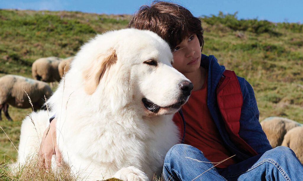 Junge sitzt mit einem weißen Hund in der Natur, im Hintergrund grasen Schafe