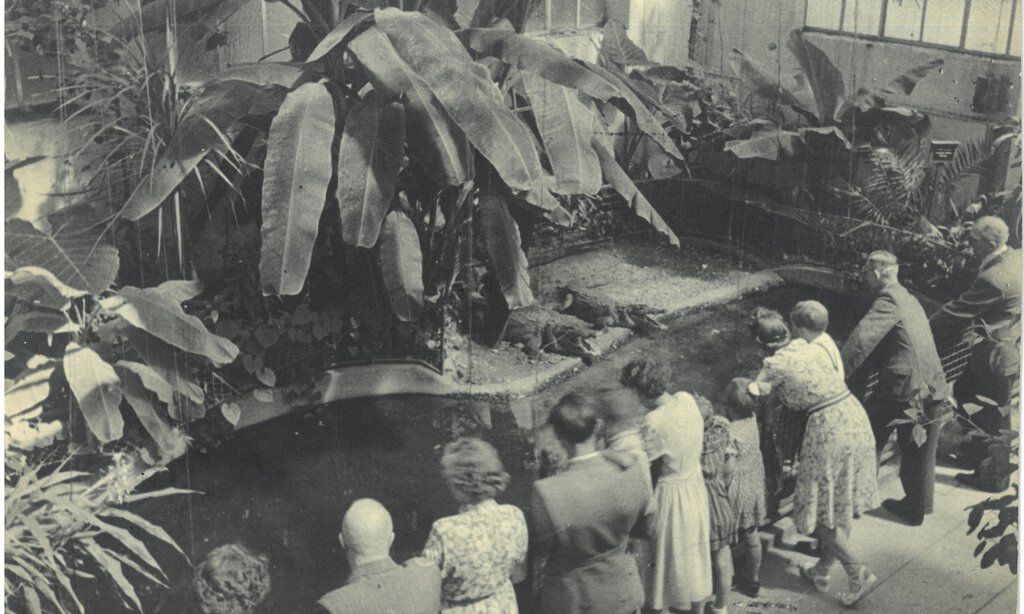 Früher lebten im hinteren Teil des Aquariums Krokodile. Heute befindet sich an dieser Stelle die Leguaninsel.