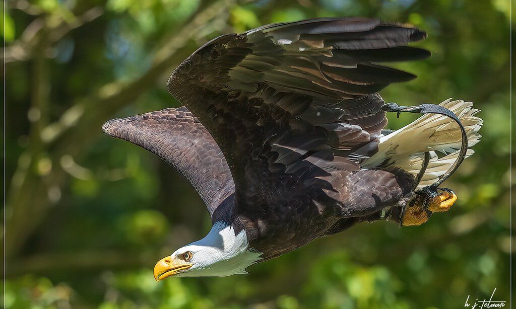 Ein Adler fliegt bei einer Greifvogelschau 