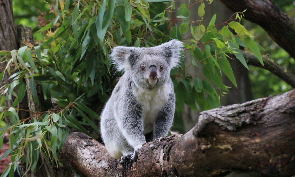 Ein Koala sitzt auf einem Ast auf einem Eukalyptusbaum.
