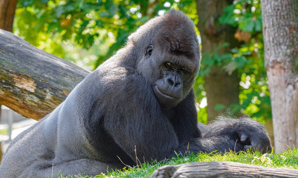 Aktionstag Affen im Duisburger Zoo