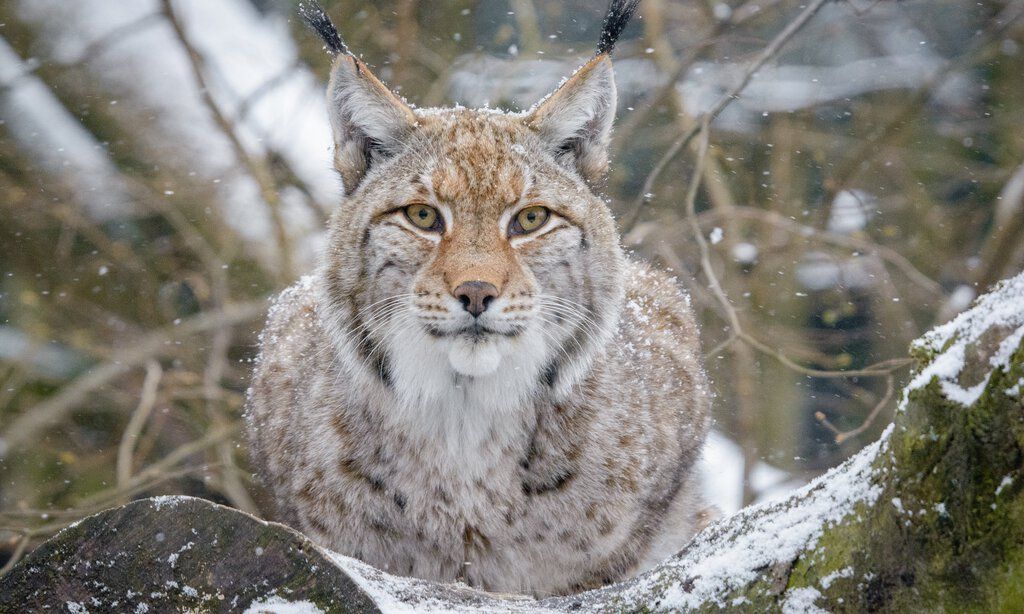 Weihnachten im Zoo Duisburg