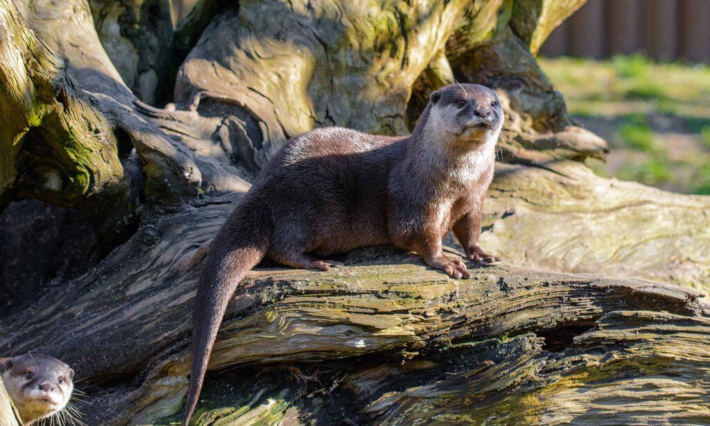Ein Otter sitzt auf einem Baumstumpf