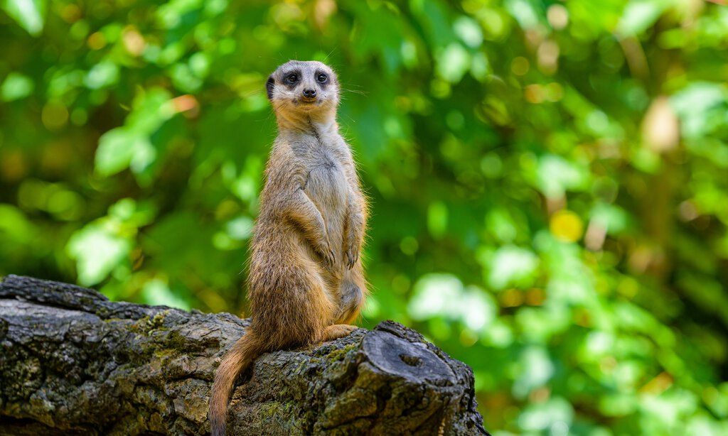 Erdmännchen sitzt auf einem Baumstamm