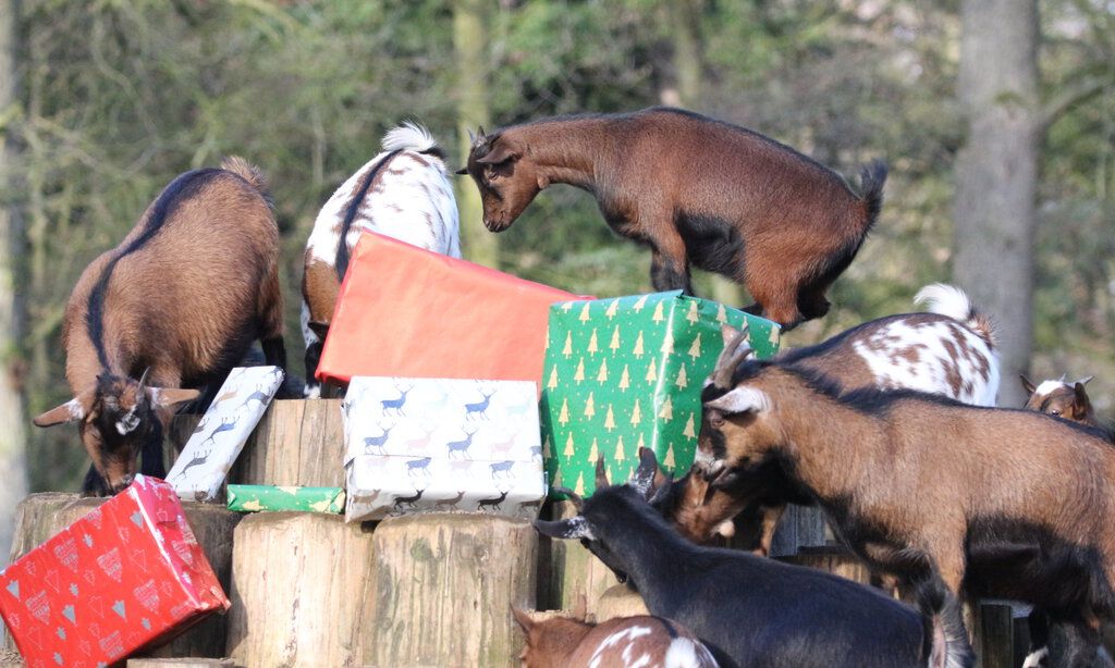 Eine Gruppe Ziegen klettert über Weihnachtsgeschenke