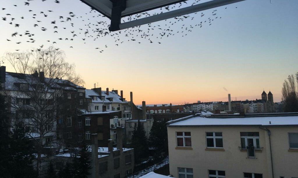 Blick auf Hinterhofhäuse in Düsseldorf an einem Wintermorgen mit einem Schwarm Zugvögel am Himmel.