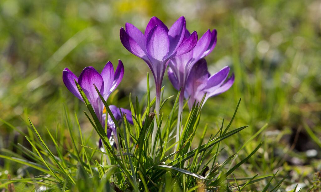 Krokus violett auf einer Wiese