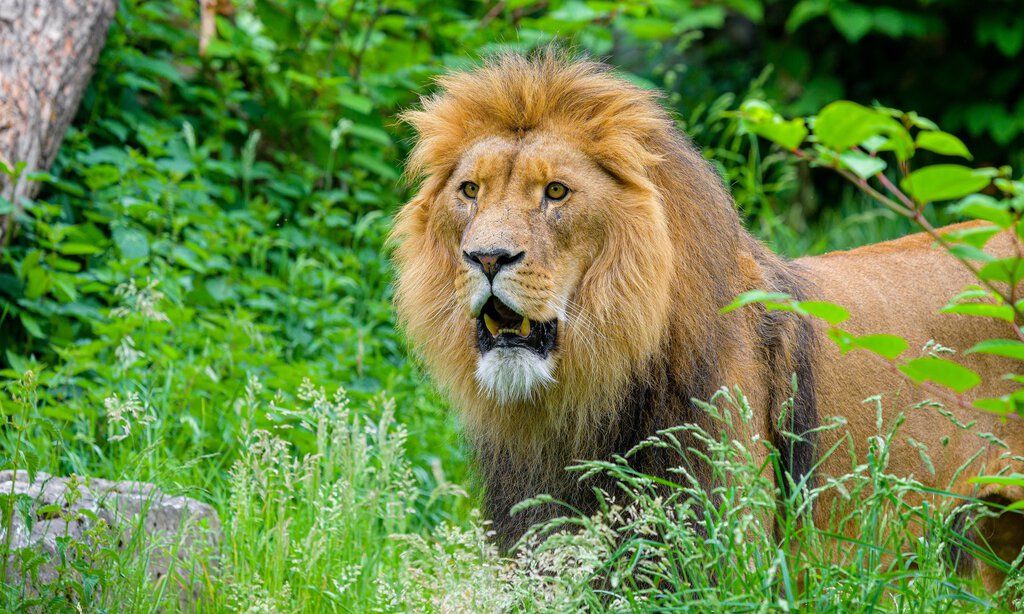 Löwe steht im hohen Gras
