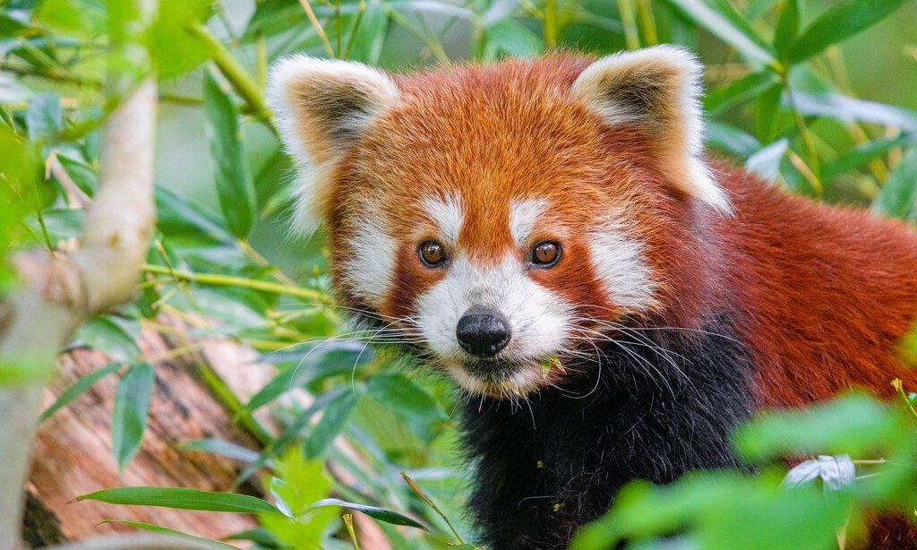 Ein Roter Panda steht zwischen den Ästen von Büschen und Bäumen.