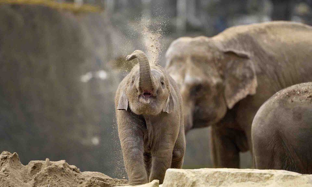 Ein Elefantenjunges im Kölner Zoo wirft mit Sand.