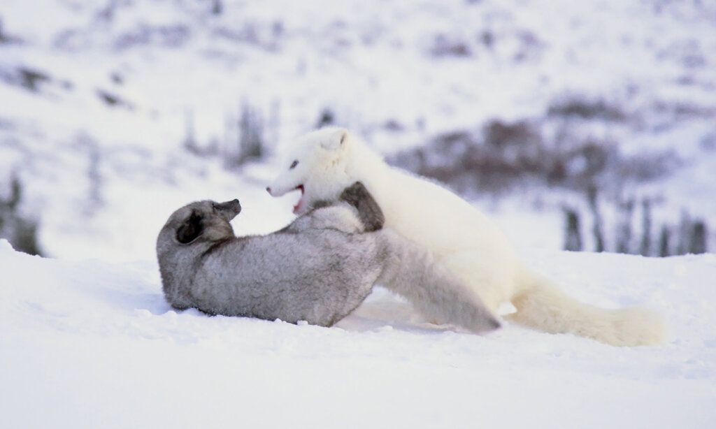 Zwei Polarfüchse raufen im Schnee