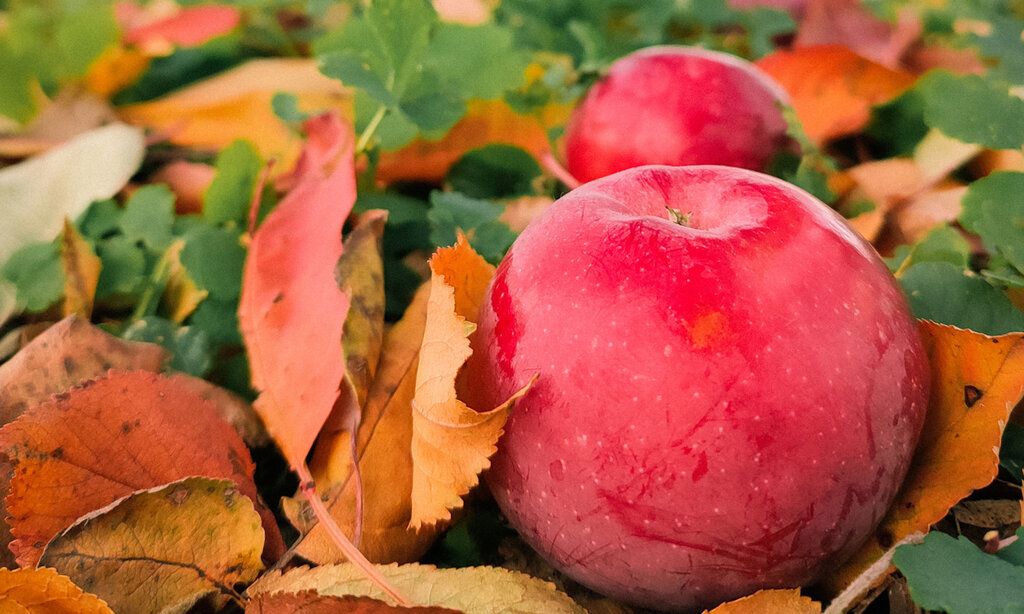 Äpfel im Laub