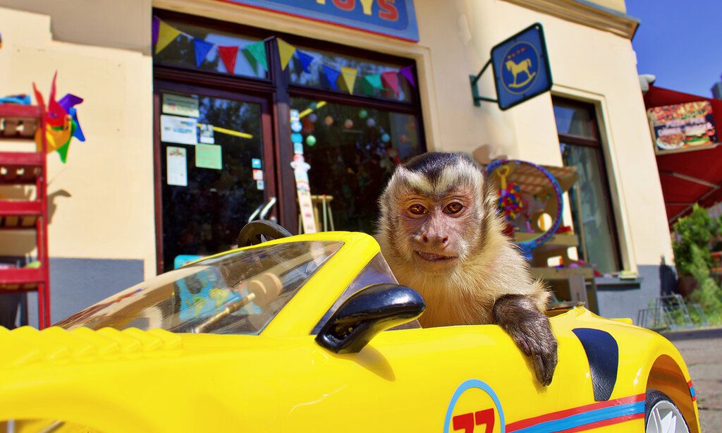 ein Affe sitzt in einem gelben Rennwagen und grinst in die Kamera