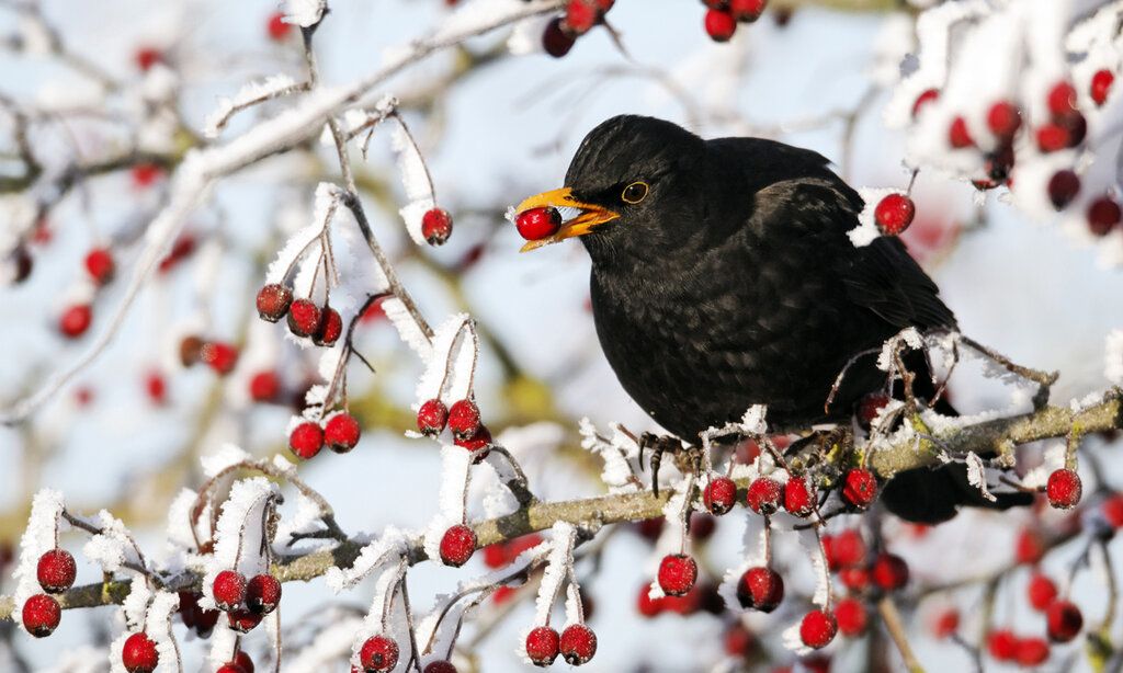 Amsel im winterlichen Beerenstrauch, eine Beere im Schnabel