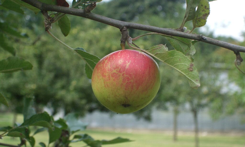 Apfel am Baum im Zentralschulgarten