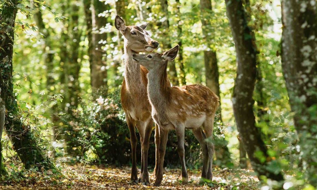 zwei Rehe stehen im Wald
