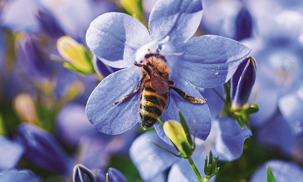 Eine Biene an einer Blüte
