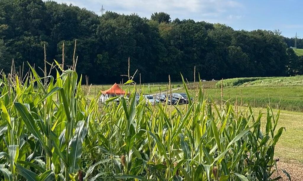 Blick auf ein Maisfeld und Landschaft