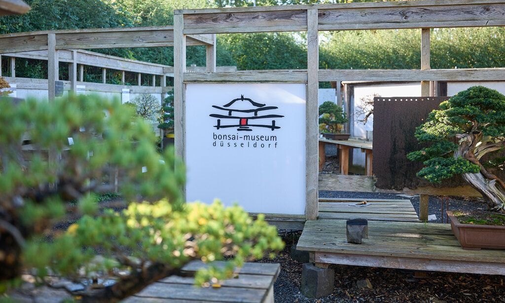 Blick ins Bonsai Museum Düsseldorf