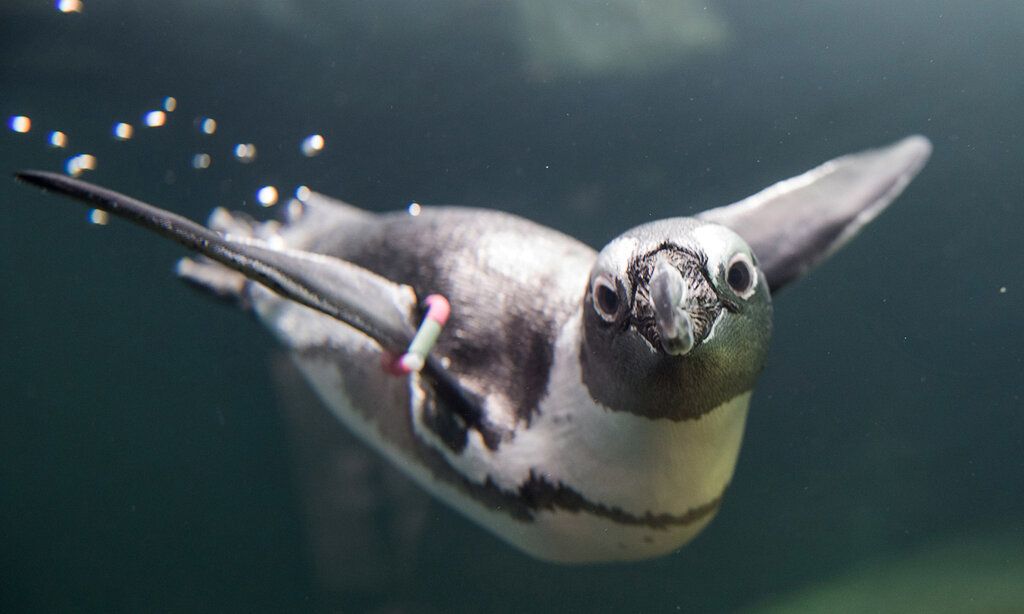 Brillenpinguin schwimmt im Aquazoo