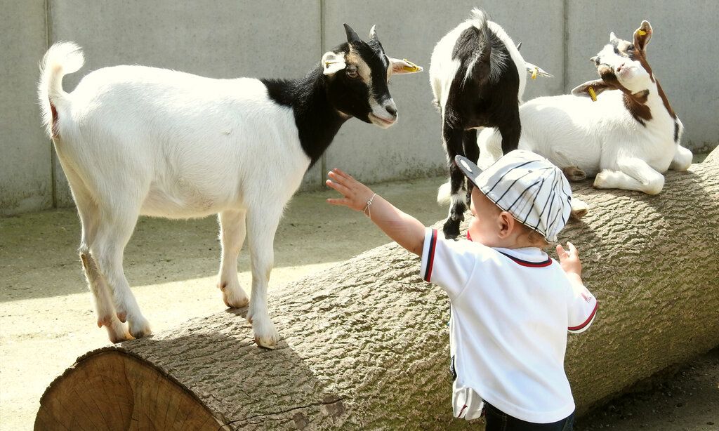 Kleines Kind steht im Ziegengehege und streichelt eine Ziege, die auf einem Baumstamm steht, im Hintergrund zwei weitere Ziegen