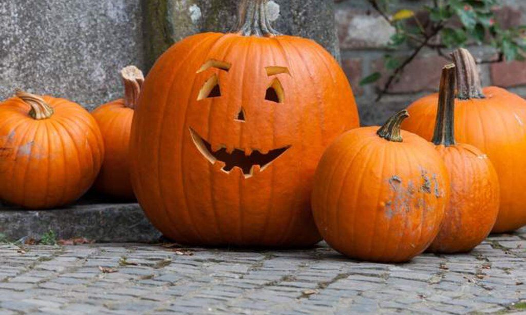 Geschnitze Halloween-Kürbisse stehen vor eine Mauer.