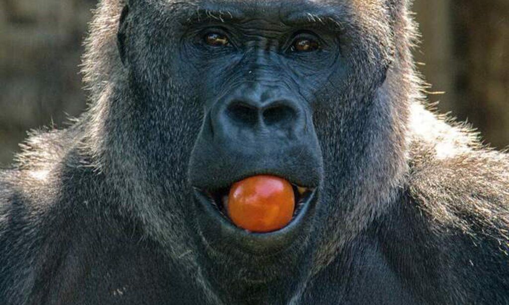 Ein Gorilla schaut mit einer Tomate im Maul in die Kamera.