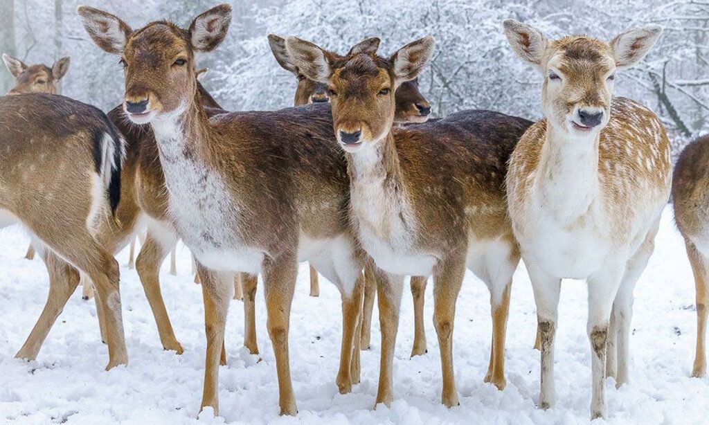 Damwild im Schnee im Wildpark Düsseldorf