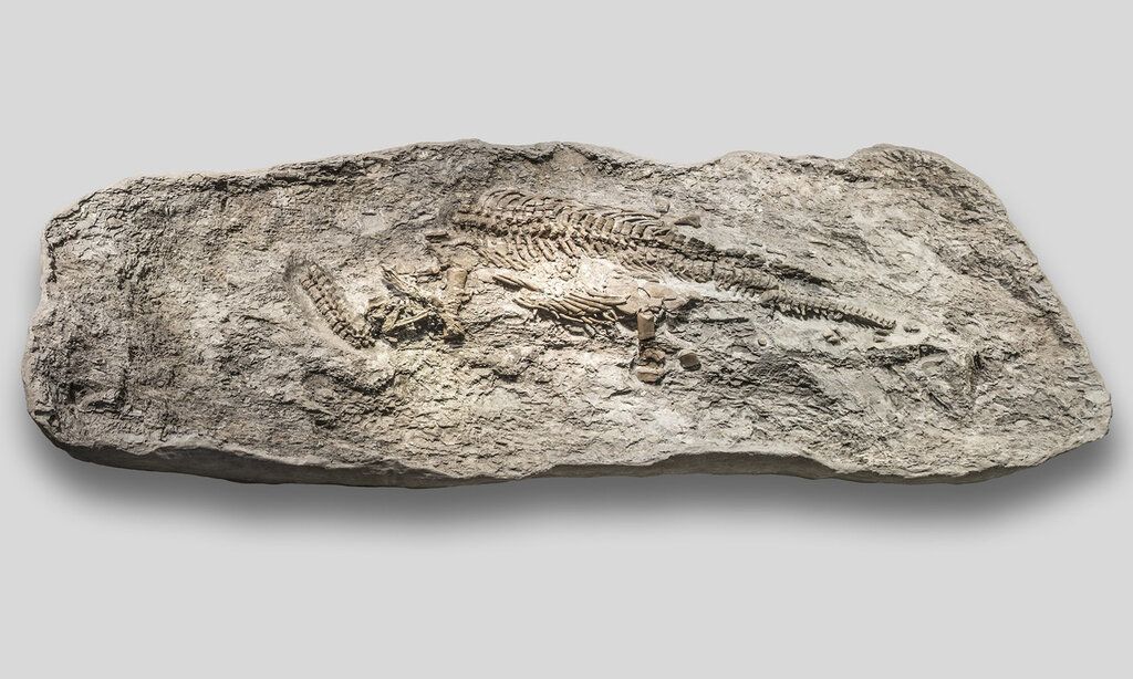 Dino Fossilien in Stein